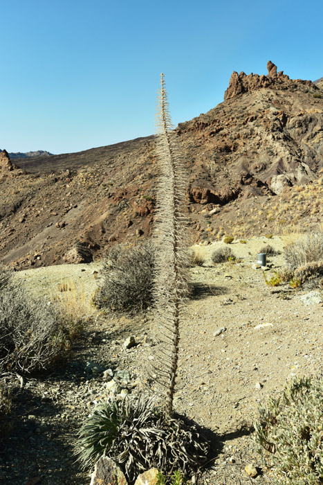 Plante Las Canadas del Teide / Tenerife (Espagna) 