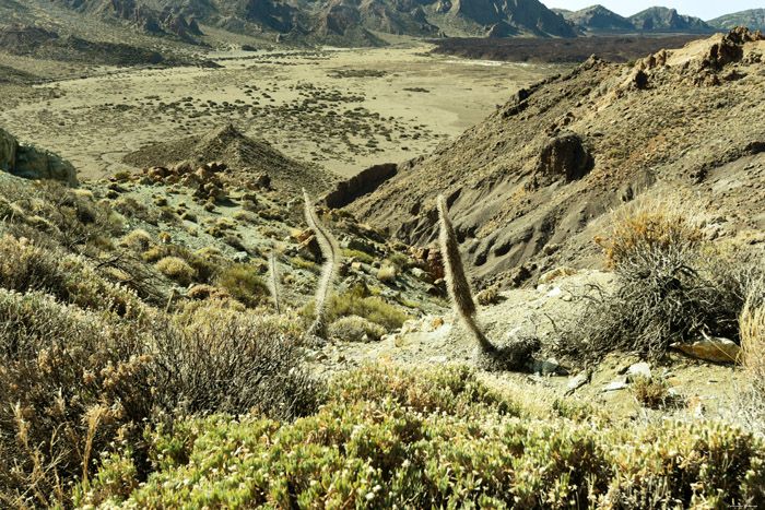 Plant Las Canadas del Teide / Tenerife (Spain) 