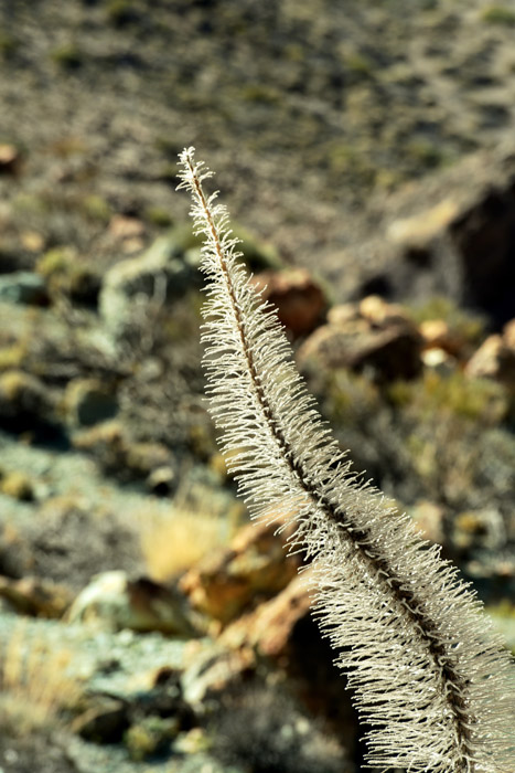 Plant Las Canadas del Teide / Tenerife (Spain) 