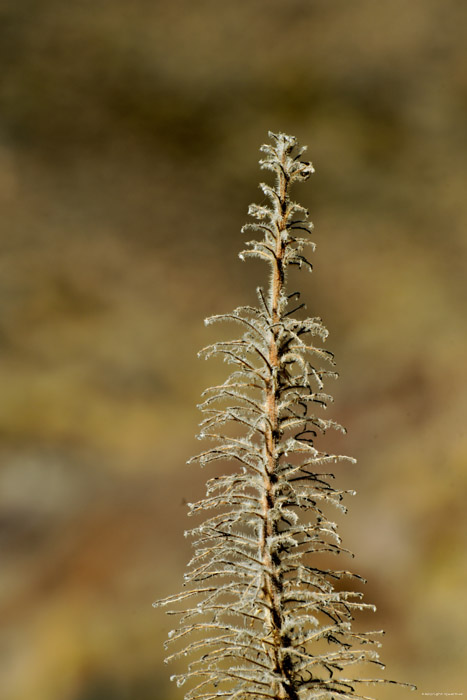 Plant Las Canadas del Teide / Tenerife (Spanje) 