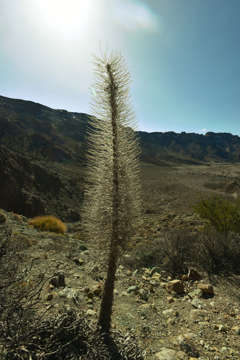 Plant Las Canadas del Teide / Tenerife (Spanje) 