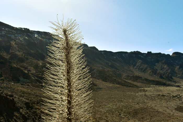 Plante Las Canadas del Teide / Tenerife (Espagna) 
