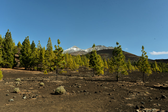 Dor landschap met enkele bomen Las Canadas del Teide / Tenerife (Spanje) 