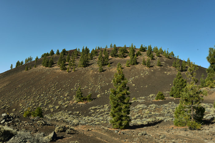 Dor landschap met enkele bomen Las Canadas del Teide / Tenerife (Spanje) 