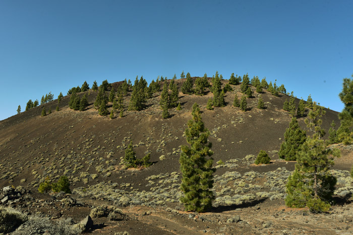 Paysage sec avec quelques arbres Las Canadas del Teide / Tenerife (Espagna) 