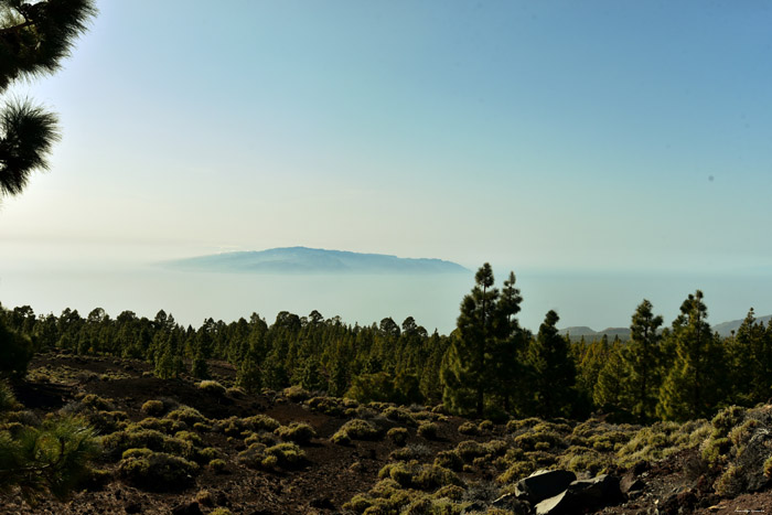 Paysage sec avec quelques arbres Las Canadas del Teide / Tenerife (Espagna) 