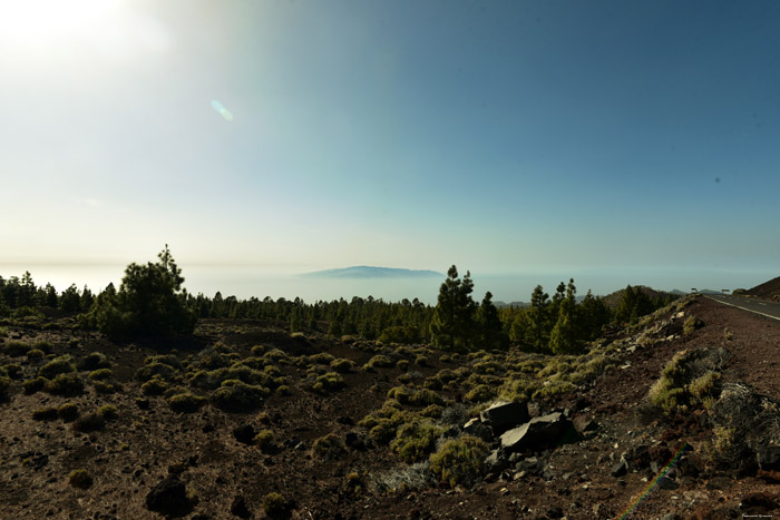 Dry landscape with some trees Las Canadas del Teide / Tenerife (Spain) 