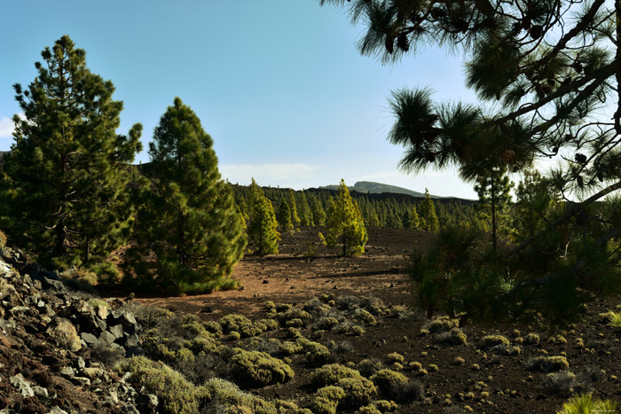 Paysage sec avec quelques arbres Las Canadas del Teide / Tenerife (Espagna) 