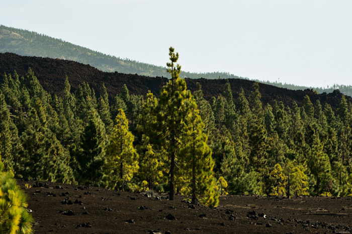 Dor landschap met enkele bomen Las Canadas del Teide / Tenerife (Spanje) 