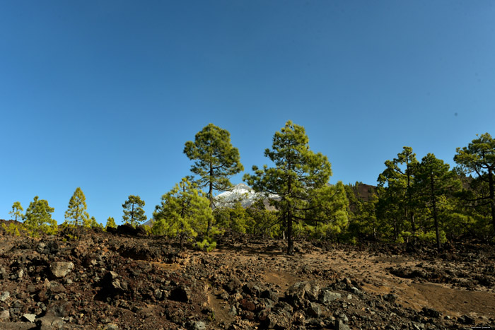 Dor landschap met enkele bomen Las Canadas del Teide / Tenerife (Spanje) 