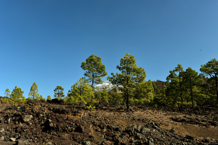 Paysage sec avec quelques arbres Las Canadas del Teide / Tenerife (Espagna) 