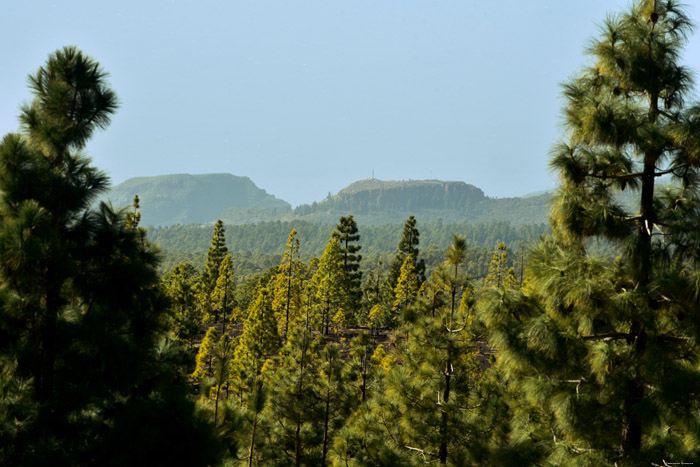 Uitzicht op bos Las Canadas del Teide / Tenerife (Spanje) 