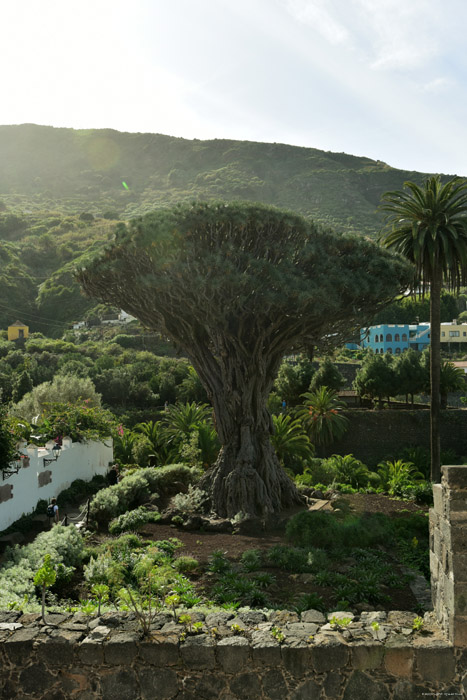 Drakenboom Icod de los Vinos / Tenerife (Spanje) 