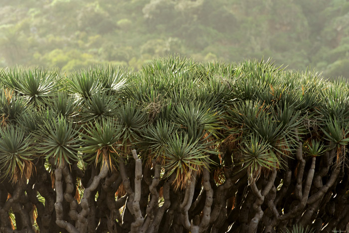 Dragon Tree (El Drago) Icod de los Vinos / Tenerife (Spain) 