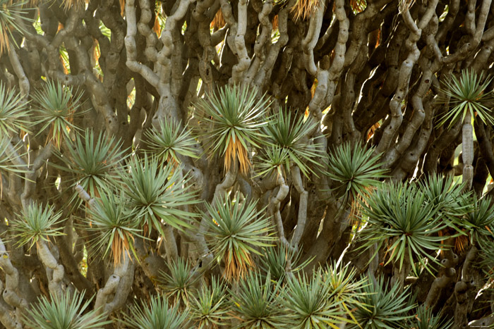 Dragon Tree (El Drago) Icod de los Vinos / Tenerife (Spain) 