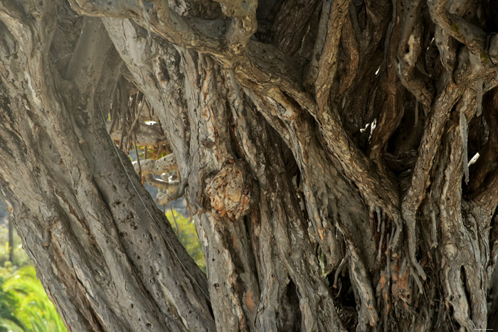 Drakenboom Icod de los Vinos / Tenerife (Spanje) 