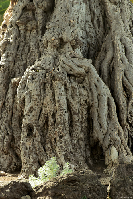 Arbre de Dragon Icod de los Vinos / Tenerife (Espagna) 