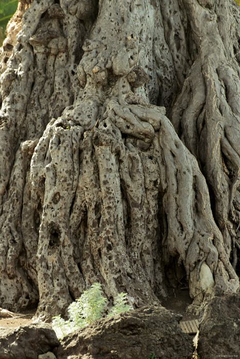 Drakenboom Icod de los Vinos / Tenerife (Spanje) 