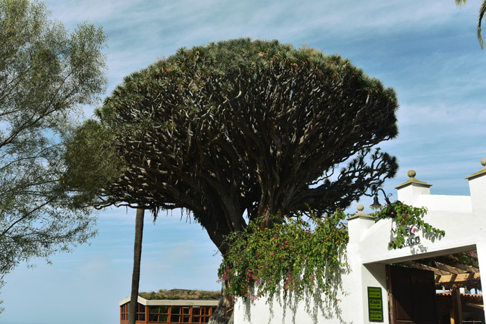 Arbre de Dragon Icod de los Vinos / Tenerife (Espagna) 