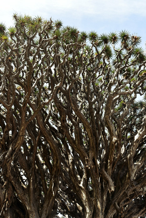 Drakenboom Icod de los Vinos / Tenerife (Spanje) 
