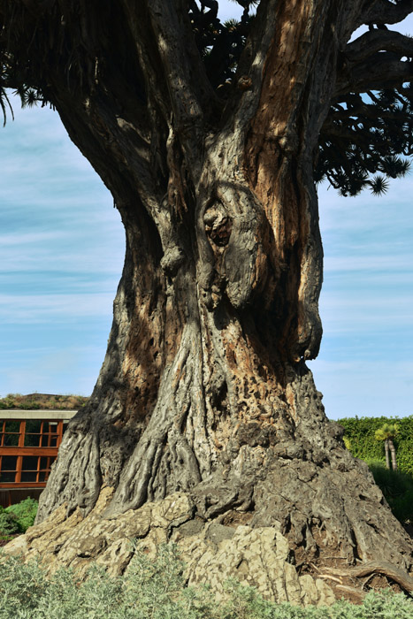 Arbre de Dragon Icod de los Vinos / Tenerife (Espagna) 