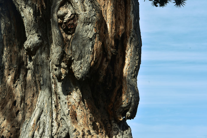 Dragon Tree (El Drago) Icod de los Vinos / Tenerife (Spain) 