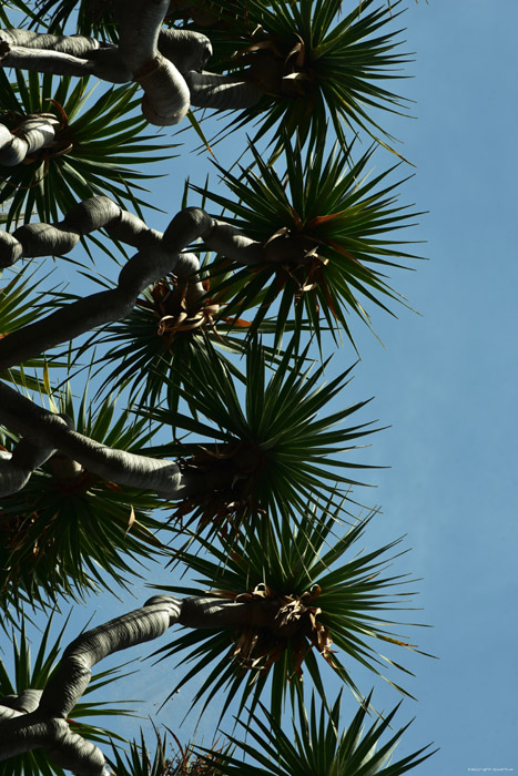 Drakenboom Icod de los Vinos / Tenerife (Spanje) 