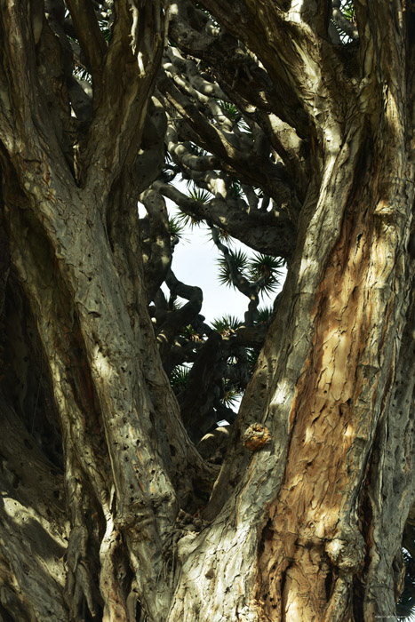 Dragon Tree (El Drago) Icod de los Vinos / Tenerife (Spain) 