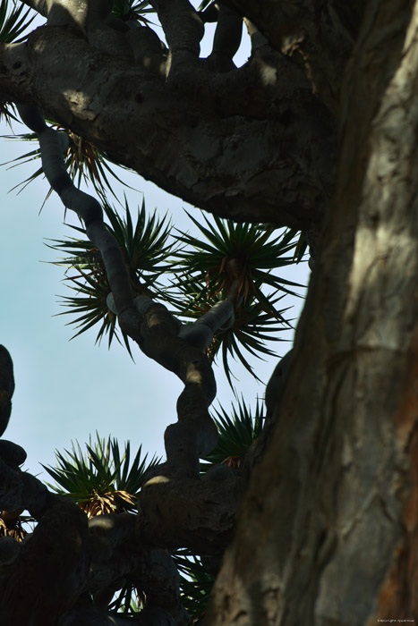 Drakenboom Icod de los Vinos / Tenerife (Spanje) 