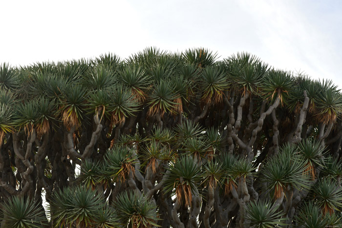 Dragon Tree (El Drago) Icod de los Vinos / Tenerife (Spain) 