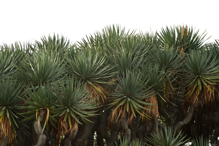 Arbre de Dragon Icod de los Vinos / Tenerife (Espagna) 