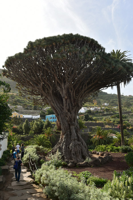 Drakenboom Icod de los Vinos / Tenerife (Spanje) 