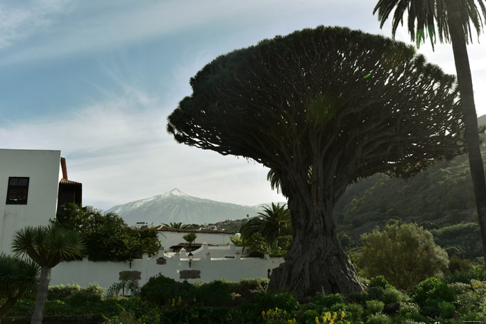Drakenboom Icod de los Vinos / Tenerife (Spanje) 