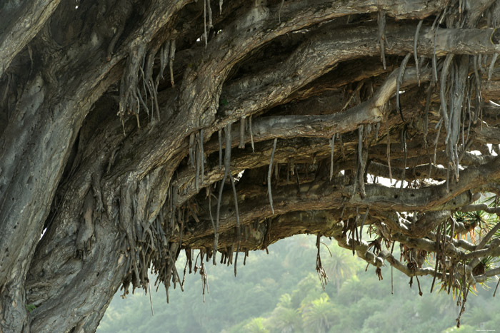 Arbre de Dragon Icod de los Vinos / Tenerife (Espagna) 