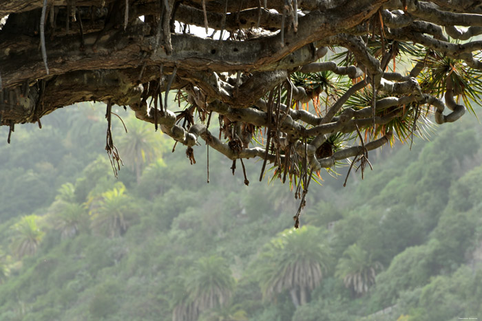 Dragon Tree (El Drago) Icod de los Vinos / Tenerife (Spain) 