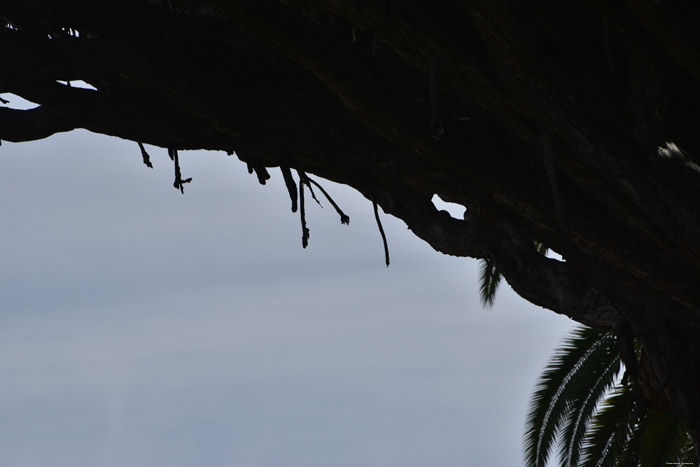 Dragon Tree (El Drago) Icod de los Vinos / Tenerife (Spain) 