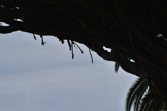 Drakenboom Icod de los Vinos / Tenerife (Spanje) 