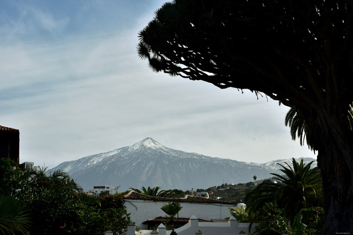 Dragon Tree (El Drago) Icod de los Vinos / Tenerife (Spain) 