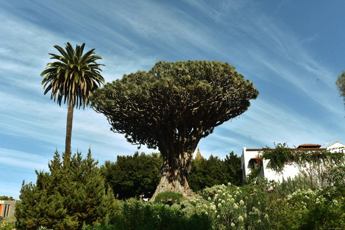 Drakenboom Icod de los Vinos / Tenerife (Spanje) 