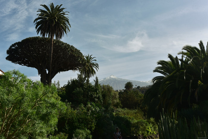 Arbre de Dragon Icod de los Vinos / Tenerife (Espagna) 