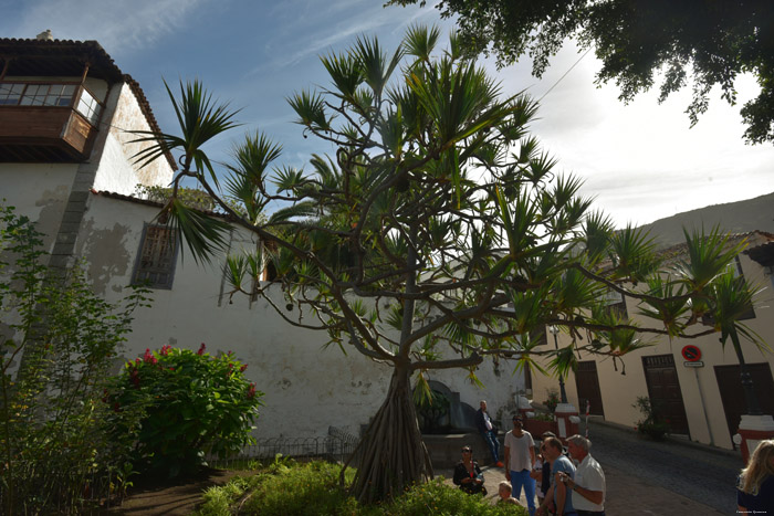 Arbre Pandanus Utilis Icod de los Vinos / Tenerife (Espagna) 