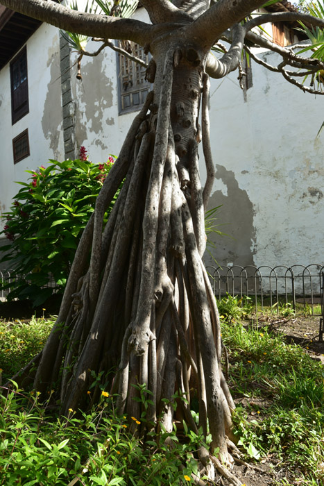 Arbre Pandanus Utilis Icod de los Vinos / Tenerife (Espagna) 