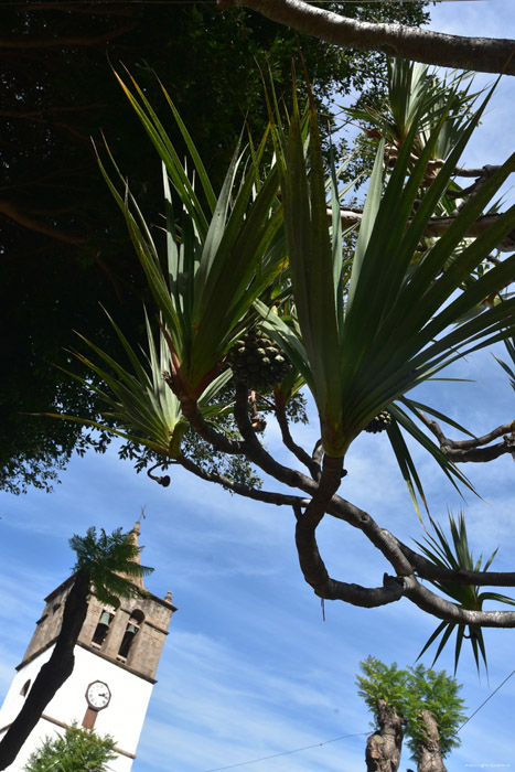 Arbre Pandanus Utilis Icod de los Vinos / Tenerife (Espagna) 