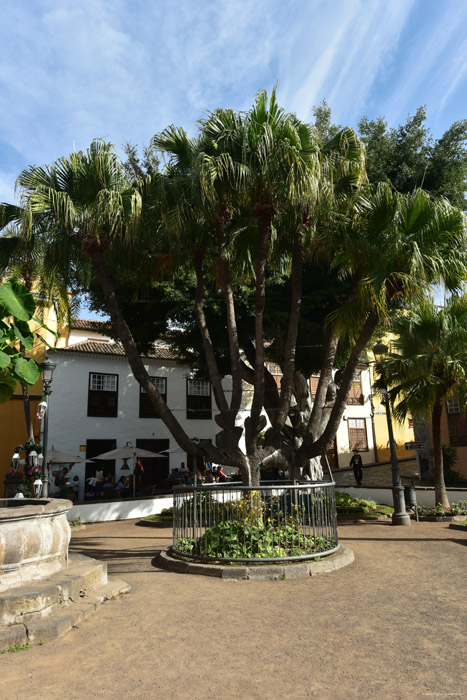 Arbre Icod de los Vinos / Tenerife (Espagna) 