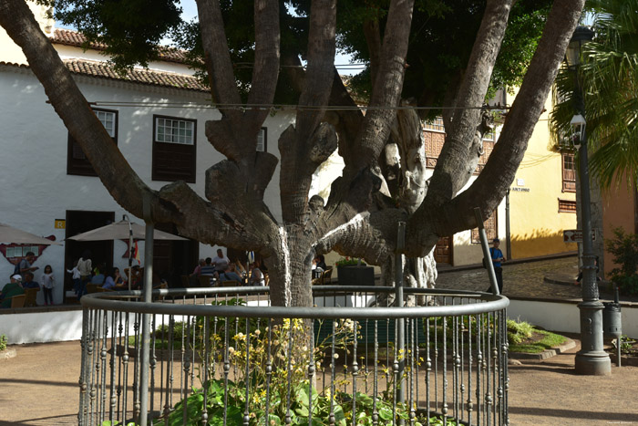 Tree Icod de los Vinos / Tenerife (Spain) 