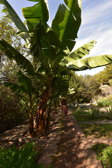 Banana Tree Icod de los Vinos / Tenerife (Spain) 