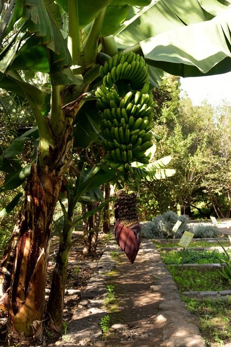 Arbre de Bananes Icod de los Vinos / Tenerife (Espagna) 