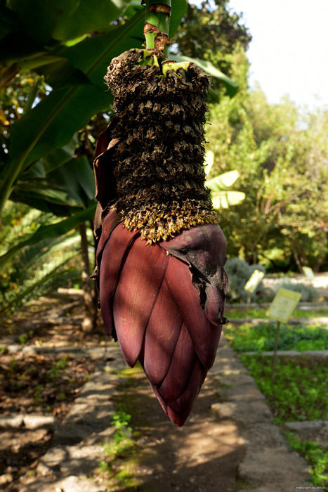 Bananeboom Icod de los Vinos / Tenerife (Spanje) 