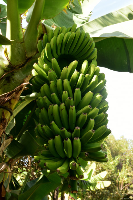 Bananeboom Icod de los Vinos / Tenerife (Spanje) 