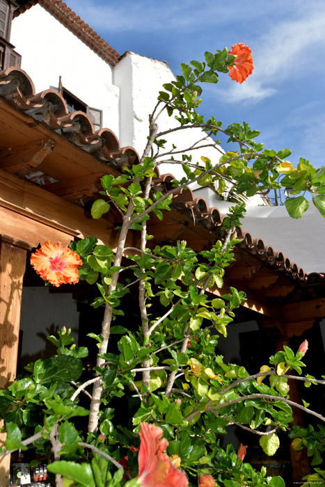 Bloemen Icod de los Vinos / Tenerife (Spanje) 